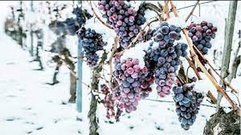 Snow Grape Harvesting and Processing Ice Grape Juice - Modern Agriculture Farming Technique