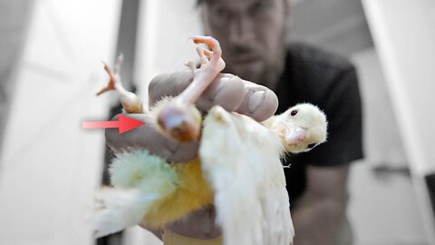 Is it TOO LATE to fix the injured white PEACHICK?