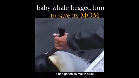 Dolphin stuck and help her