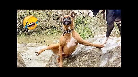 New Funny Animals 😂 Funniest Cats and Dogs Videos 😺🐶 Part 31