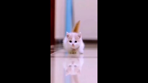 Cute cat