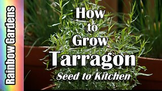 How to Grow Tarragon, Seed to Kitchen
