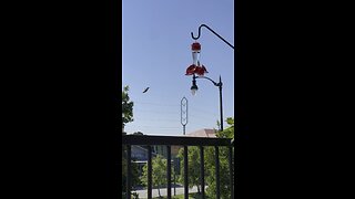 My new hummingbird feeder