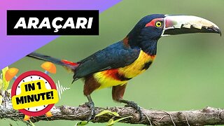 Araçari - In 1 Minute! 🦜 Toucan's Quirky Cousin! | 1 Minute Animals