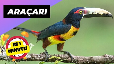 Araçari - In 1 Minute! 🦜 Toucan's Quirky Cousin! | 1 Minute Animals
