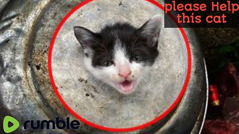 Who Is Responsible for Rescuing a Kitten with Its Head Stuck in a Puncture