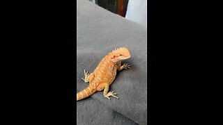 Wild bearded dragon