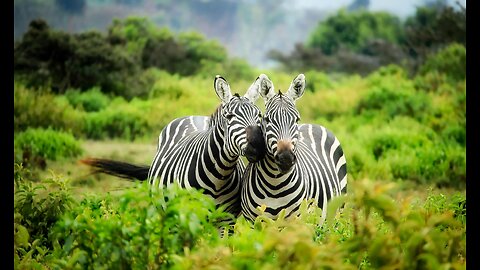 DEEP Healing Music with Zebras