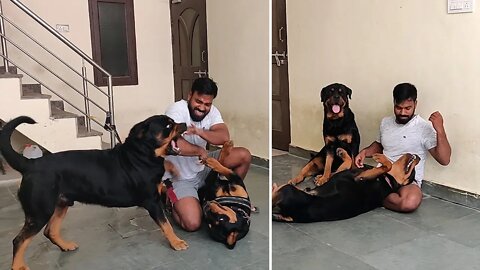 Who says Rottweiler is a most aggressive dog || Mr.nut & Mr.Bolt