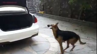 Clever dog understand what her owner is telling