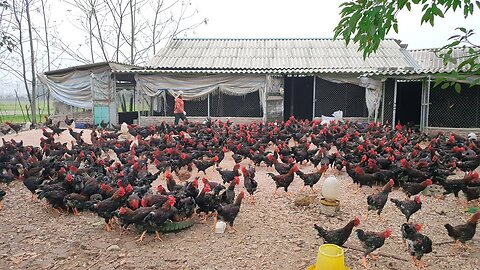 Hardworking Farmer and rooster Chickens on the poultry Farm