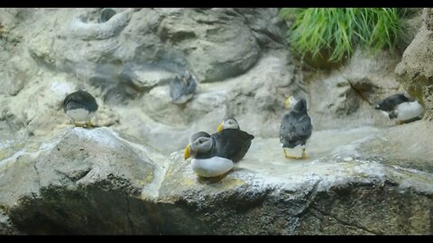 Inca tern birds biology in aquarium