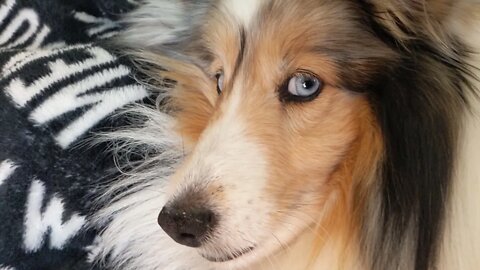 the viral blue eyes sheltie