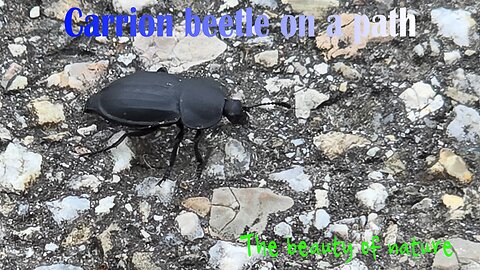 Carrion beetle on a path / A beautiful black insect in nature on a cycle path.