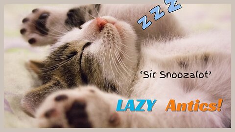Lazy Cat Chronicles | Nap Master!