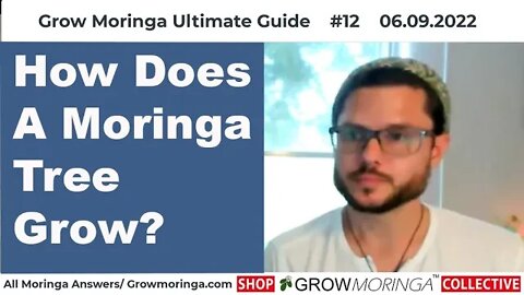 How Does A Moringa Tree Grow?