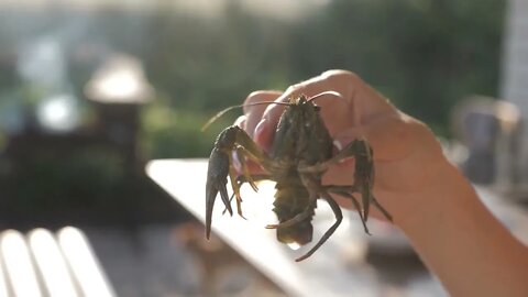 Crayfish cook in water with spices and herbs. Hot Boiled Crawfish. Lobster closeup. Top view5