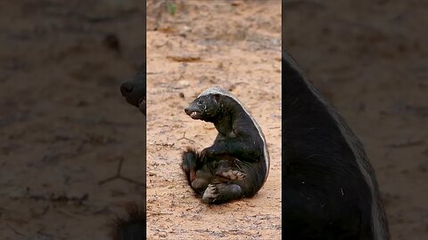 Honey Badger Scratching That Itch #shorts #short