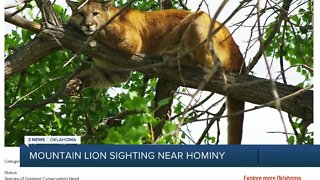 Mountain lion spotted near Hominy