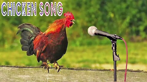 Chicken Song and Dancing Rooster - Funny Chicken Dance