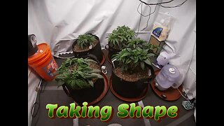 Week 7 Photoperiod Grow (Taking Shape)