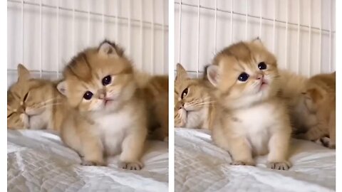 Cute Cat Funny Video😂😂