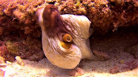 Octopus leaves his lair to mate with nearby female