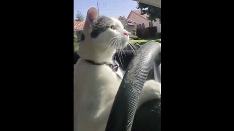 Me trying to look cool while driving: 😸🚗 .Follow me for More