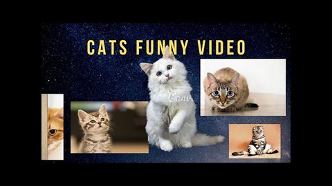 CUTE CATS FUNNY videos 2022..