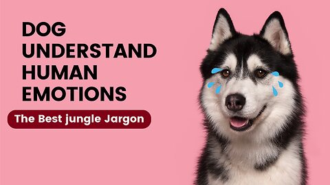 dog understand human emotions