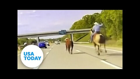 Cowboy Wrangles Loose Cow On Busy Highway | USA