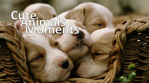 Compilation - Cute Animals moment - Cutest baby animals Videos