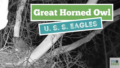 U. S. S. Eagles - Great Horned Owl - 2nd Visit to nest