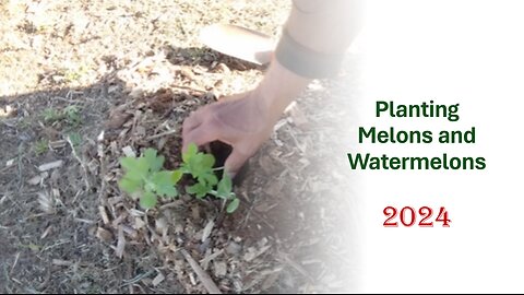 Planting Melons and Watermelons, 2024