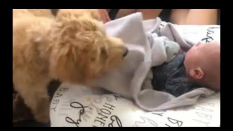 Puppy Adorably Covers Newborn Baby With Blanket