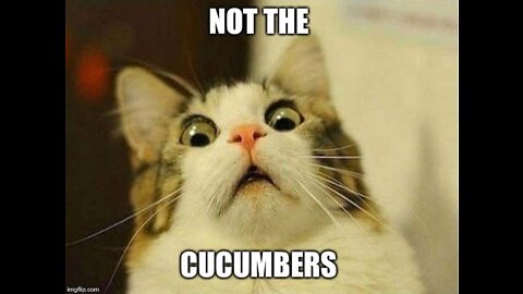 Cat Vs Cucumber Challenge - Funny Cat Reaction #2