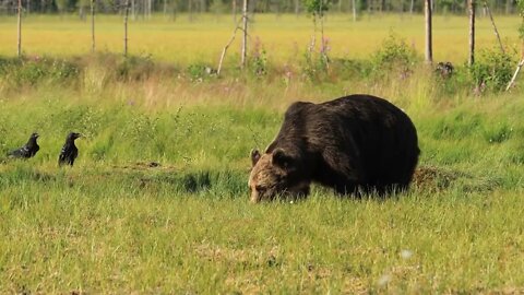 Brown bear (Ursus arctos) in wild nature is a bear that is found across much of northern Eurasia and