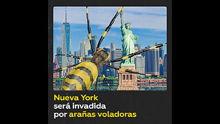 Arañas ‘gigantes’ invadirán Nueva York este verano