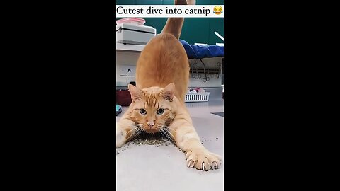 funny cat must watch