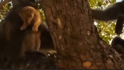 The sadness of a mother lion after her cub was kidnapped by a baboon