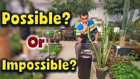 Very important tip | How to plant a snake plant in a large pot?