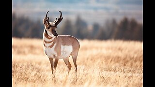 5 Fun Facts About The Pronghorn