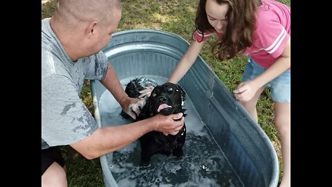 Bath time for Gidget