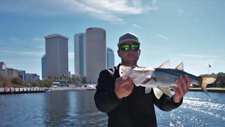 Super Bowl Snook Fishing and Cruising Downtown Tampa