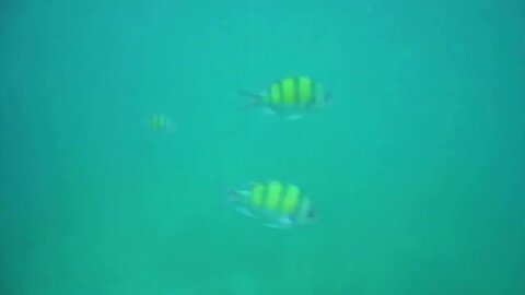 Ocean snorkeling point of view with fishes in blue green sea