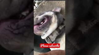 Cute Frenchie Making HAPPY NOISES! 🐶😂 #shorts