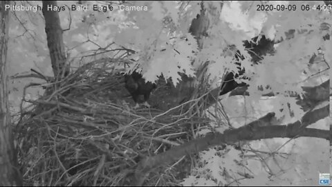 Hays Eagles Mom and Dad fly in for a nest check 2020 09 09 632AM