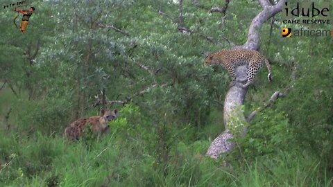 Leopard Avoids Hyena By Climbing A Dead Tree | Wildlife Interactions
