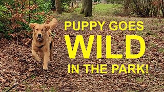 Golden retriever puppy goes WILD in Queens Park, Glasgow