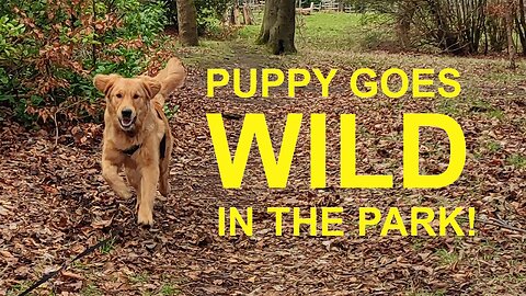 Golden retriever puppy goes WILD in Queens Park, Glasgow